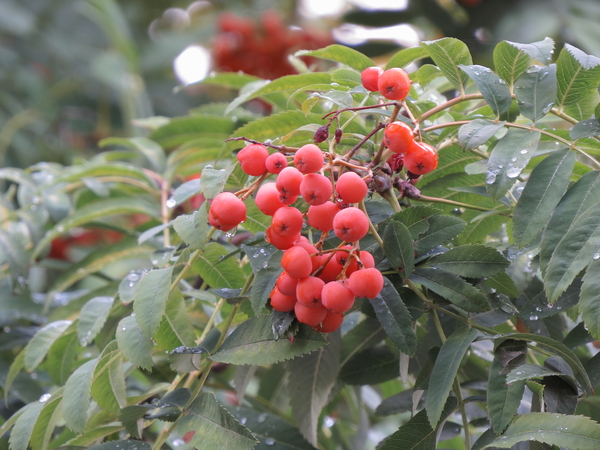 Rowan - Photo, Berries, My