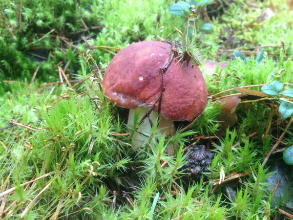 Here are some mushrooms. - Forest, Mushrooms, My, Longpost, Nature