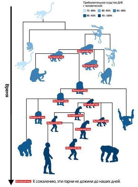 Если человек произошёл от обезьяны, почему обезьяны всё ещё существуют? |  Пикабу