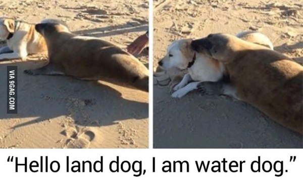 ''hello earth dog, I'm a water dog'' or when you just need cuteness. (BM was silent) - 9GAG, Dog, Animals, Seal