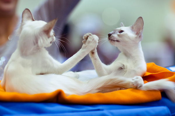 Они точно что-то задумали...