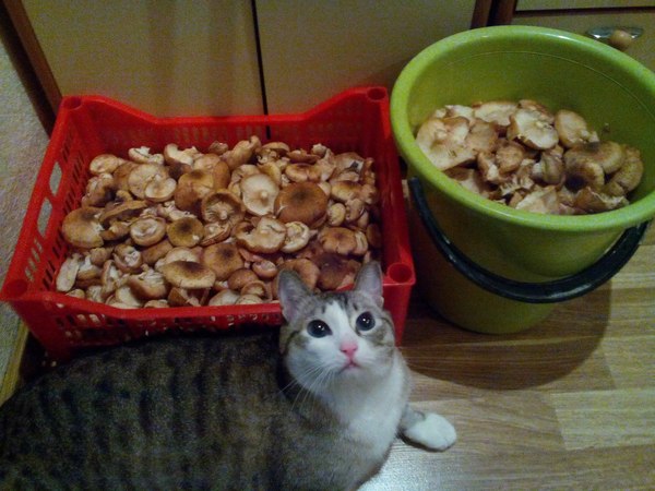 5.5 kg of happiness and 8 kg of mushrooms - My, My, Mushrooms, cat, Catomafia