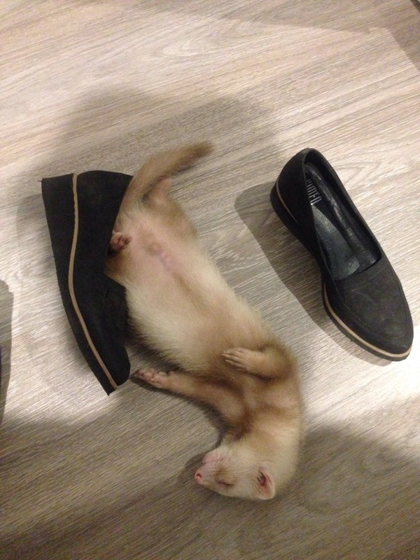 When I fell asleep where I just messed up) - Pet, Ferret, Ricky, Hamster, Pets, My