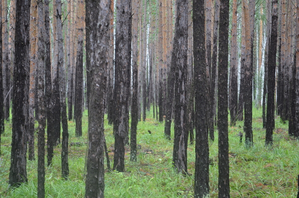 For mushrooms - My, Mushrooms, Silent hunt, Chelyabinsk region, Longpost