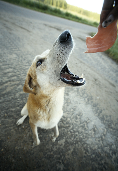 Naskulil - Photo, Dog