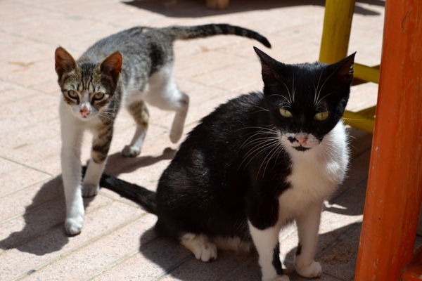 stray cats - cat, , Animals