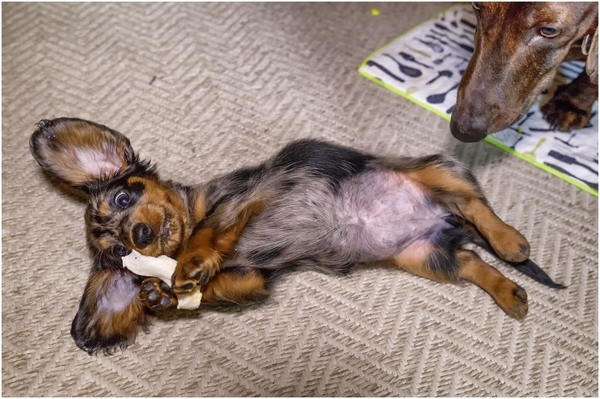 Cheburashka - My, Dachshund, Dog, Marble dachshund, Puppies, 