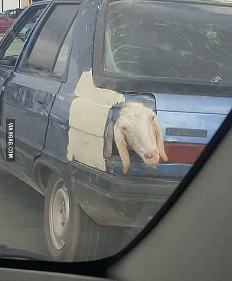 I take it the driver is turning left? - Animals, Sports car, 9GAG