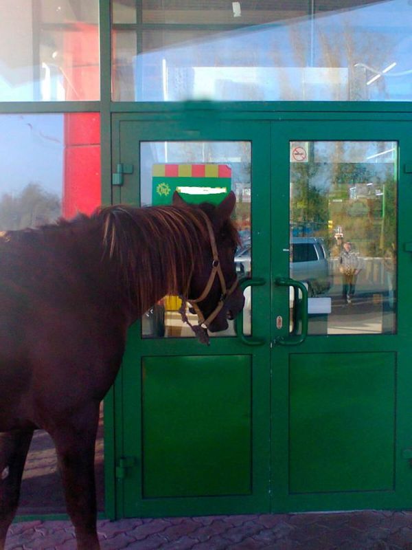 The horse in Novokuznetsk wanted to go to Maria-Ra - Novokuznetsk, Horses, Maria-Ra, Longpost