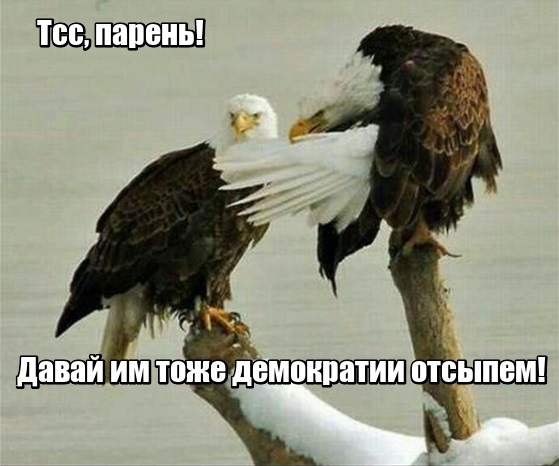 I have a plan. - Eagles, Democracy, America, 