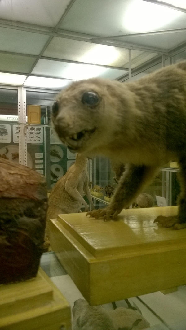 Zoological Museum of St. Petersburg - My, Zoological Museum, Saint Petersburg, Scarecrow, Taxidermy, Stubbornness, Longpost