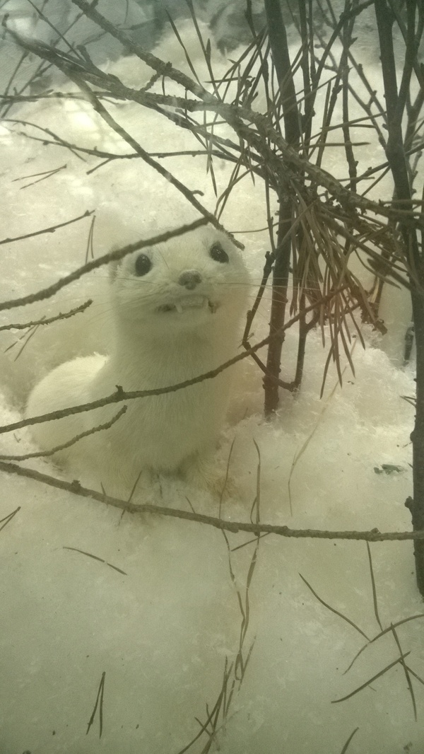 Зоологический музей СПб | Пикабу