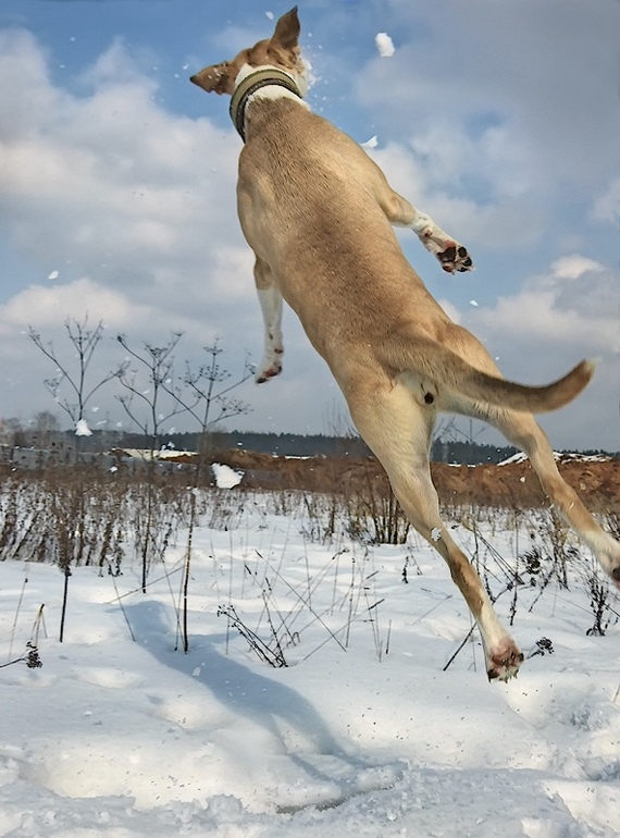 Hey Bug, catch the snow - Photo, Dog, Snowball