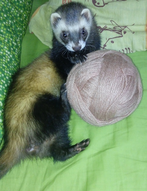 Sometimes a ferret is more of a cat than the cat itself. - My, Ferret, Clew, 
