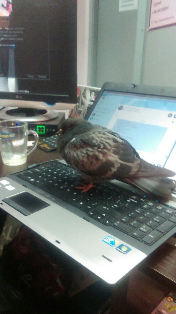 Царь явился!