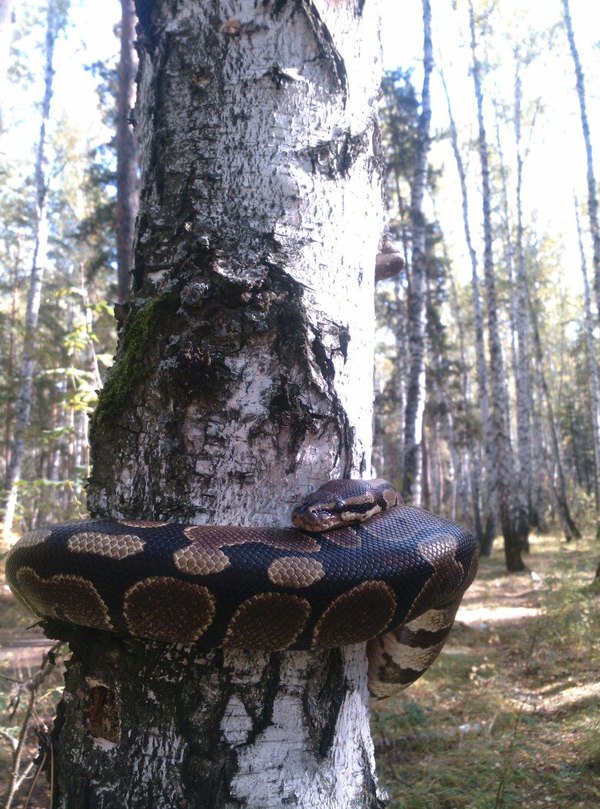 On a walk - My, Royal python, Chelyabinsk, Fast