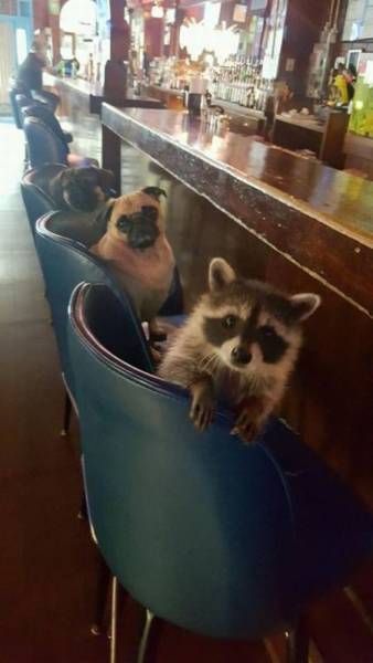 I'll be nutty whiskey, and my friends will be a bone with cognac - Raccoon, Pug, Bar