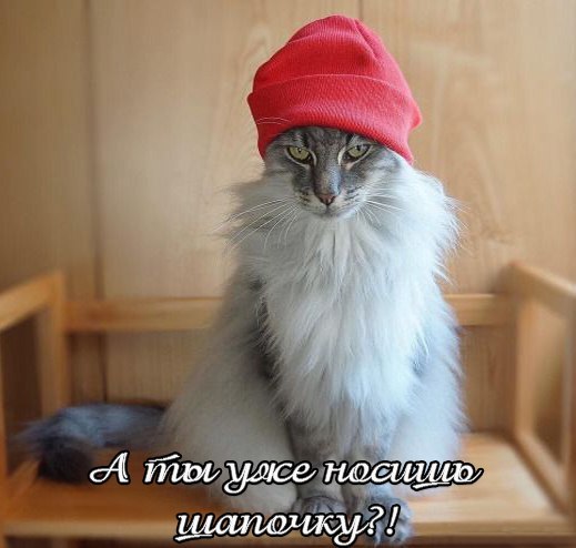 Today my grandmother called me and asked: - My, cat, Cap, Grandchildren, From the network