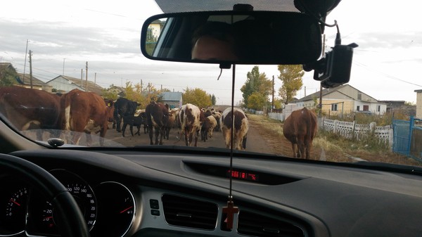 Rural cork - My, rural atmosphere, Kazakhstan, Traffic jams