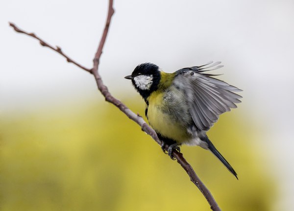 Big - My, Tit, Birds, Photo, Photo hunting, , Canon 60d, Tamron, Longpost