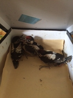 How I saved woodpecker chicks - My, Birds, Woodpeckers, My, Longpost