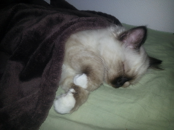 Morning. - My, cat, A blanket, Dream, Milota, Morning