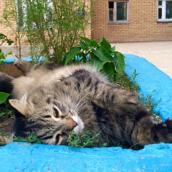 Summertime sadness :D - cat, My, Flower bed, Summer