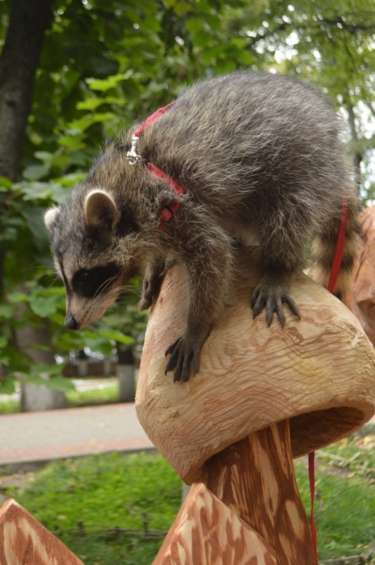 piggy - My, Voronezh, Chainsaw sculpture, Alexander Ivchenko, Chainsaw, , , Video, Longpost