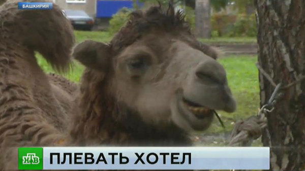 In Bashkiria, a biting camel and a yelling donkey keep the whole city in fear - news, Bashkortostan, Animals, Attack, Zoo, Photo