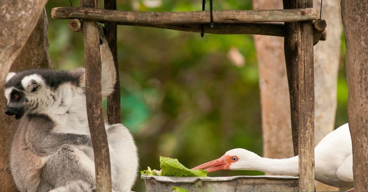 Белки воры. Воровство животных. Смешные коты и холодильник. Воровство животных. Обезьяна ворует.