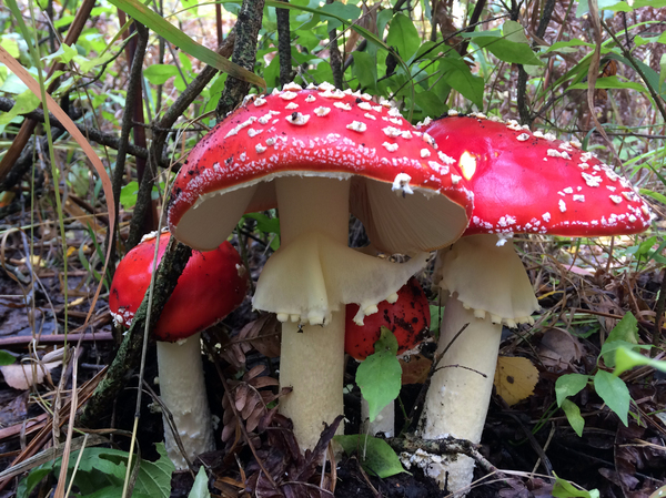 Photogenic fly agarics :) - My, Mushrooms, Fly agaric, Silent hunt, The photo