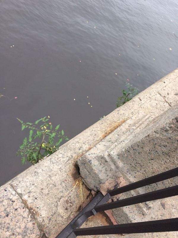 Tomatoes have grown on the Fontanka in St. Petersburg - Saint Petersburg, Longpost, Fontanka, Tomatoes