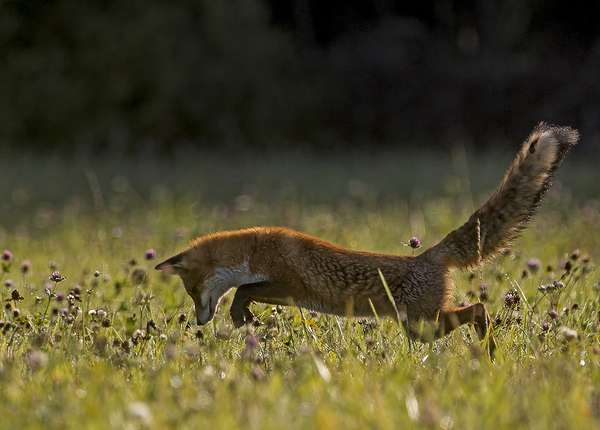 morning hunt - Fox, Bounce, Dew, Not mine, Summer, Longpost