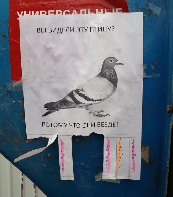 Have you seen this bird? - Pigeon, Announcement, They are everywhere