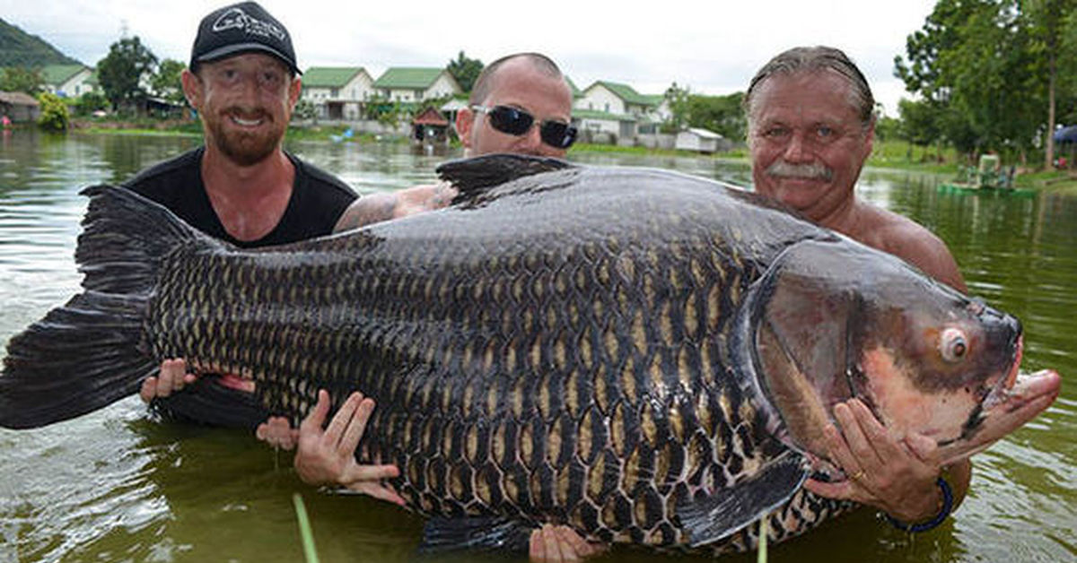 Большая большая рыба большая рыба огромная. Сазан 100 кг. Карп 100 кг. Сиамский Карп 105 кг. Нильский Карп.