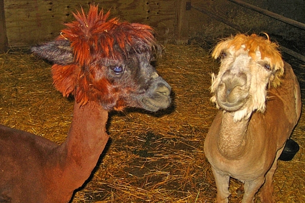 Alpacas after shearing - Alpaca, Стрижка, 