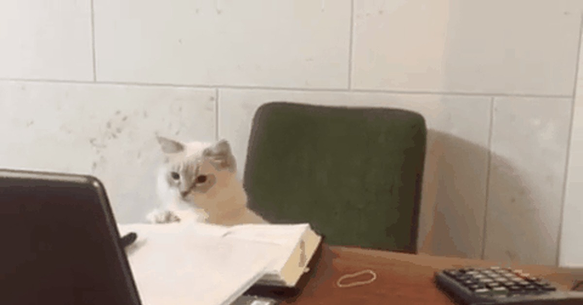 Кошка бухгалтер. Котик в офисе. Котик бухгалтер. Котик за компьютером. Бухгалтер gif.