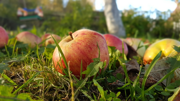 Apple! - My, Autumn, Apples, Yummy, beauty