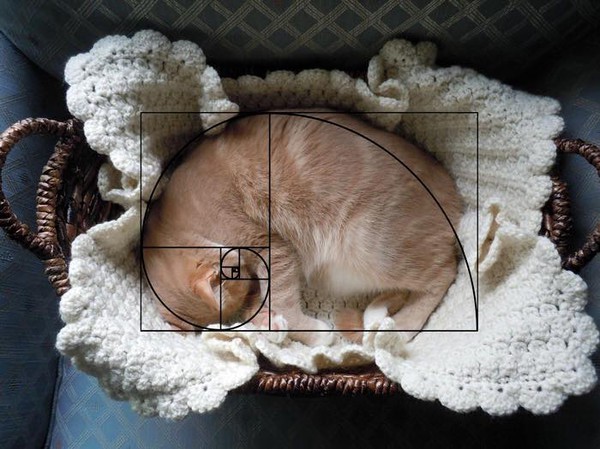 Golden ratio - cat, Golden ratio, Ideally, Fibonacci, Longpost