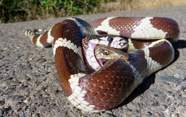 Battle for life! - Snake, Lizard, Fight, Dinner, The will to win