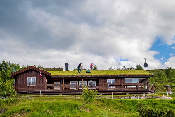 Особенности стрижки газона в Норвегии