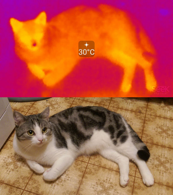 Чуть-чуть тепловизора Тепловизор, Кот, Seek thermal, Арубз, Печь, Кальян, Фен, Вода, Длиннопост