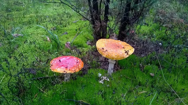 Fly agarics - My, Forest, Mushrooms, Nature, Longpost