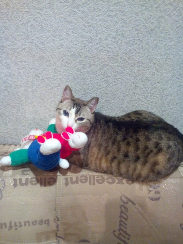 5.5 kg happiness and her washed toy - Longpost, My, Photo, Sofa, Toys for animals, cat, My
