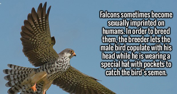 Pikabornitologists, tell me that this is fiction, please! - Birds, Cap, Breeding, Imprinting, Falcon