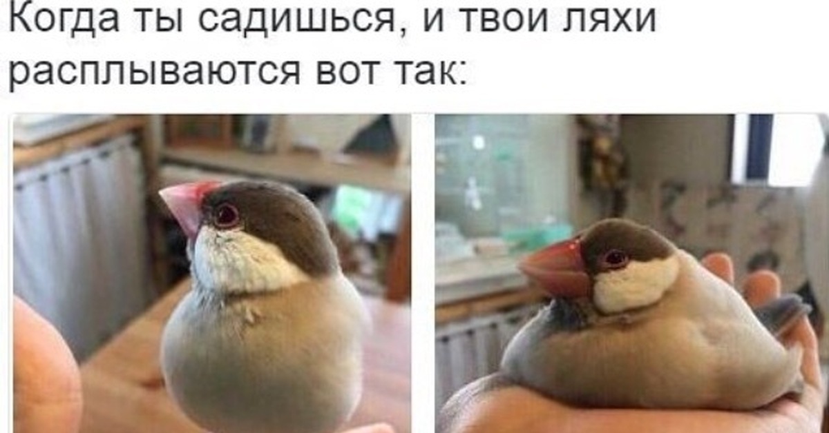 Мем с птицей. Мемы с птичками. Мемы с птицами. Птичка Мем. Птица из мемов.