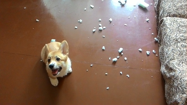 You will not believe, the owner, she just came up! - My, Corgi, Dog, Hooliganism