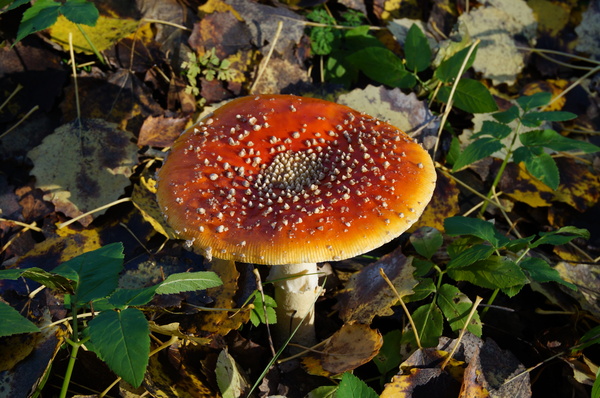 fly agaric - My, Mushrooms, Fly agaric, Autumn