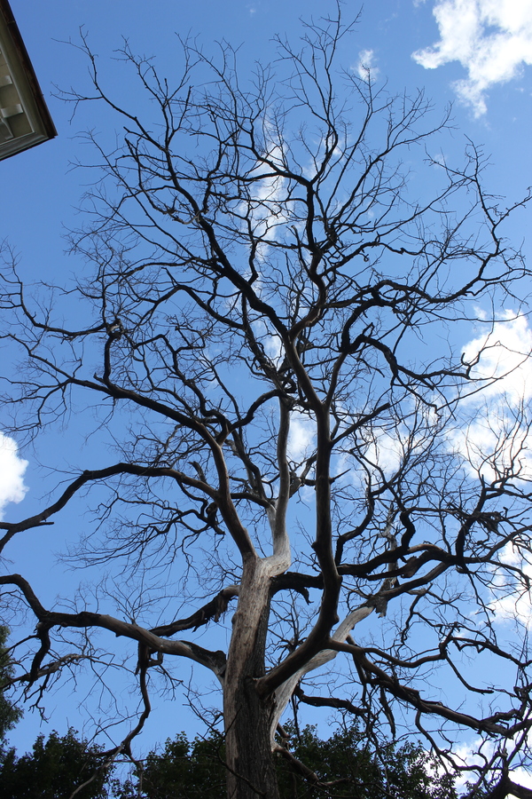 Очень красивое дерево (Тверская область, с. Прямухино)