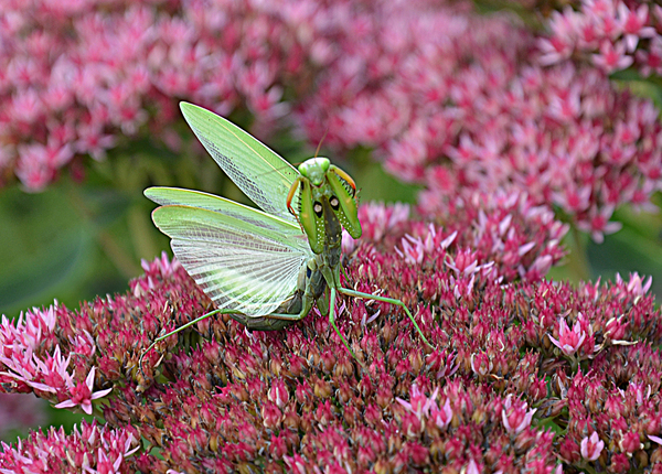 cute praying mantis - Mantis, Insects, Milota, Nyasha